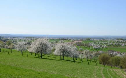 Cerisiers en fleurs pour le Kirsch AOC de Fougerolles, Parc des Ballons des Vosges -DenisGros