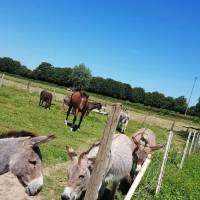 Prairie Les Mout'ânes Saint-Hilaire-sur-Helpe