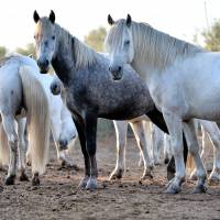 Mas de la Grenouillière - chevaux de Camargue