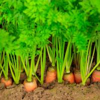 La carotte de Tilques à semer après le 1er mai, de préférence sur un sol sablo-limoneux