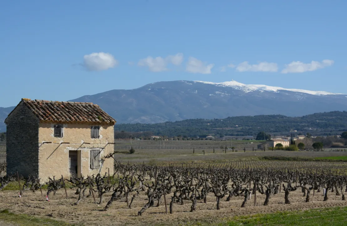 Cabanon et vignes - Mazan (84)