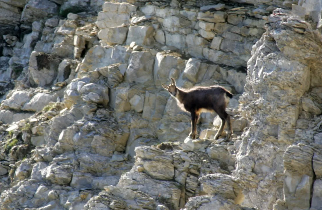 Chamois - face nord Ventoux