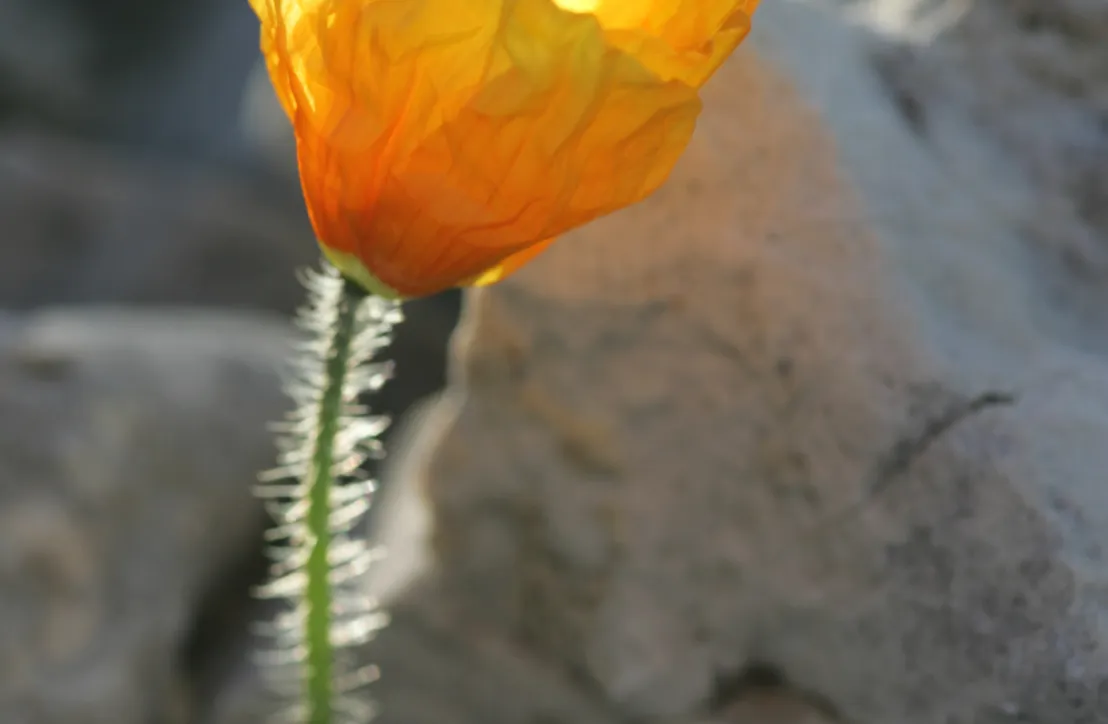 Pavot du Groenland