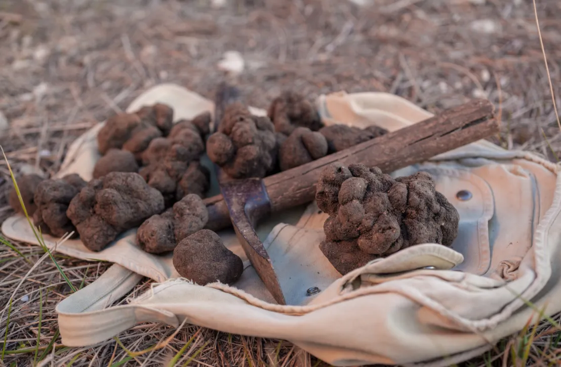Truffes du Ventoux et piolet
