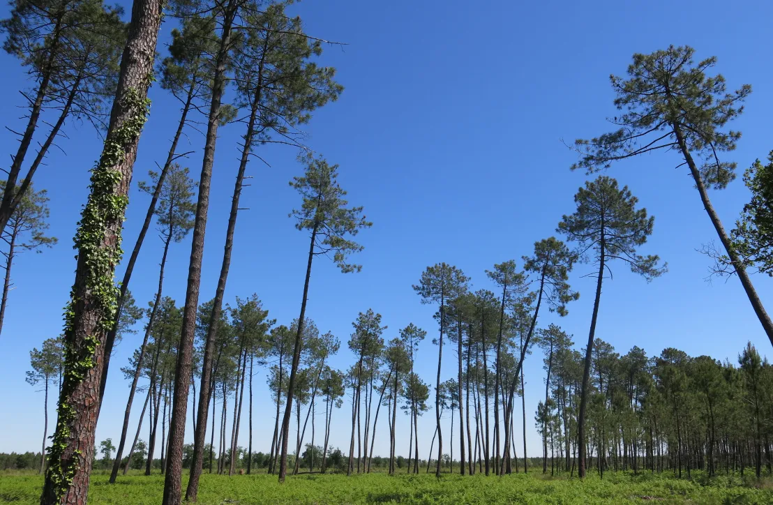 Forêt Garein