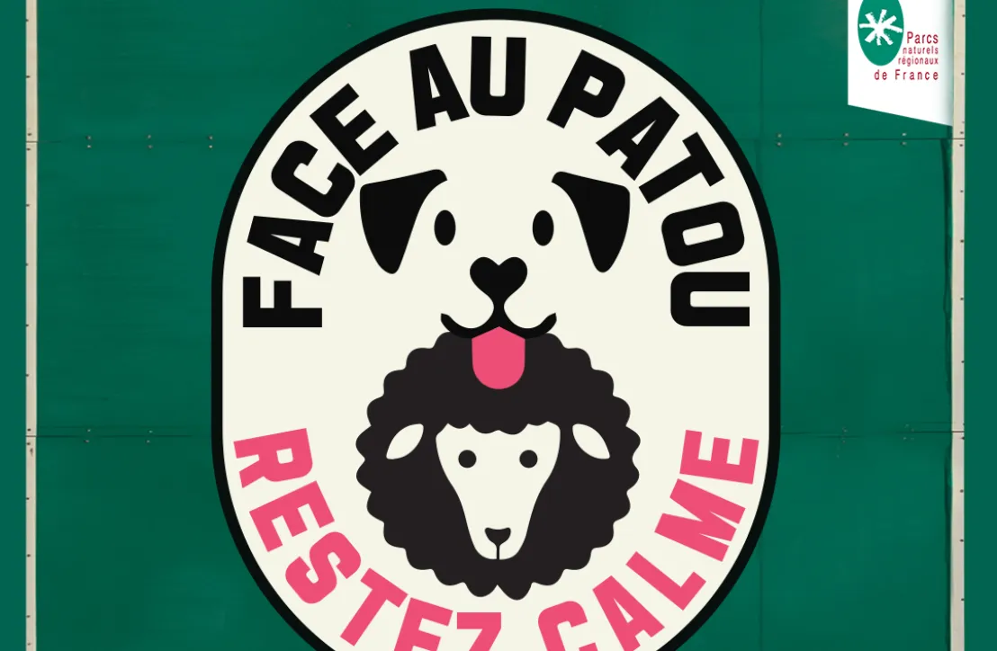 Face au patou restez calme