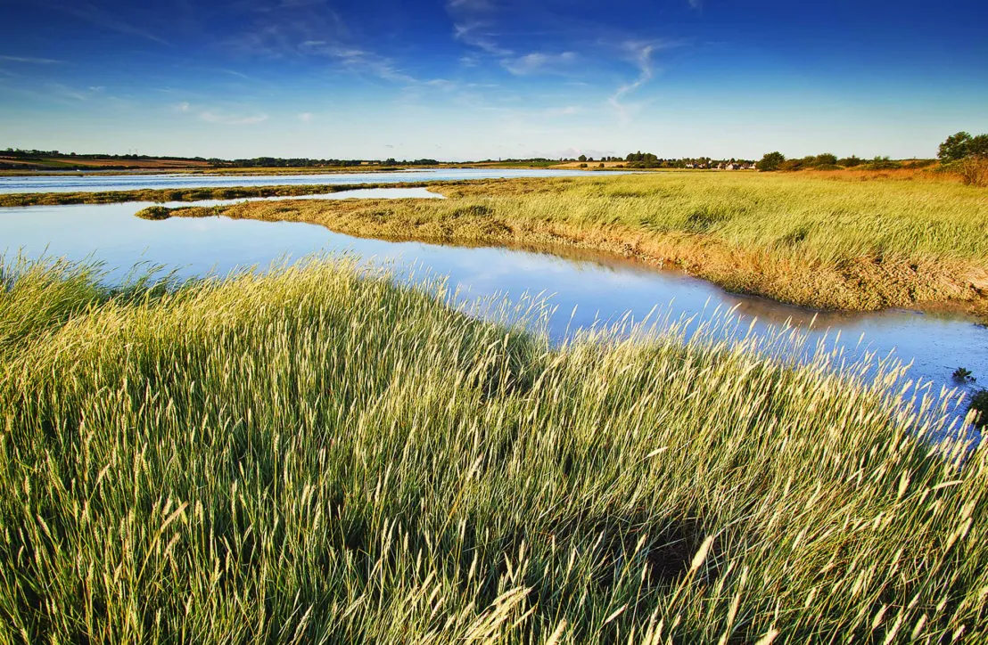 Vallée de Rance, bas champs