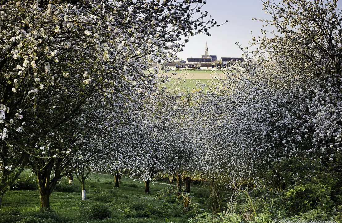 Vergers, Vallée de la Rance-Côte d'Emeraude