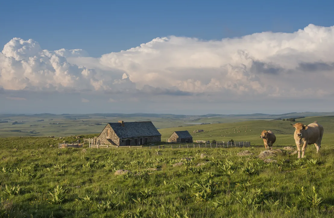 Haut plateau de l'Aubrac