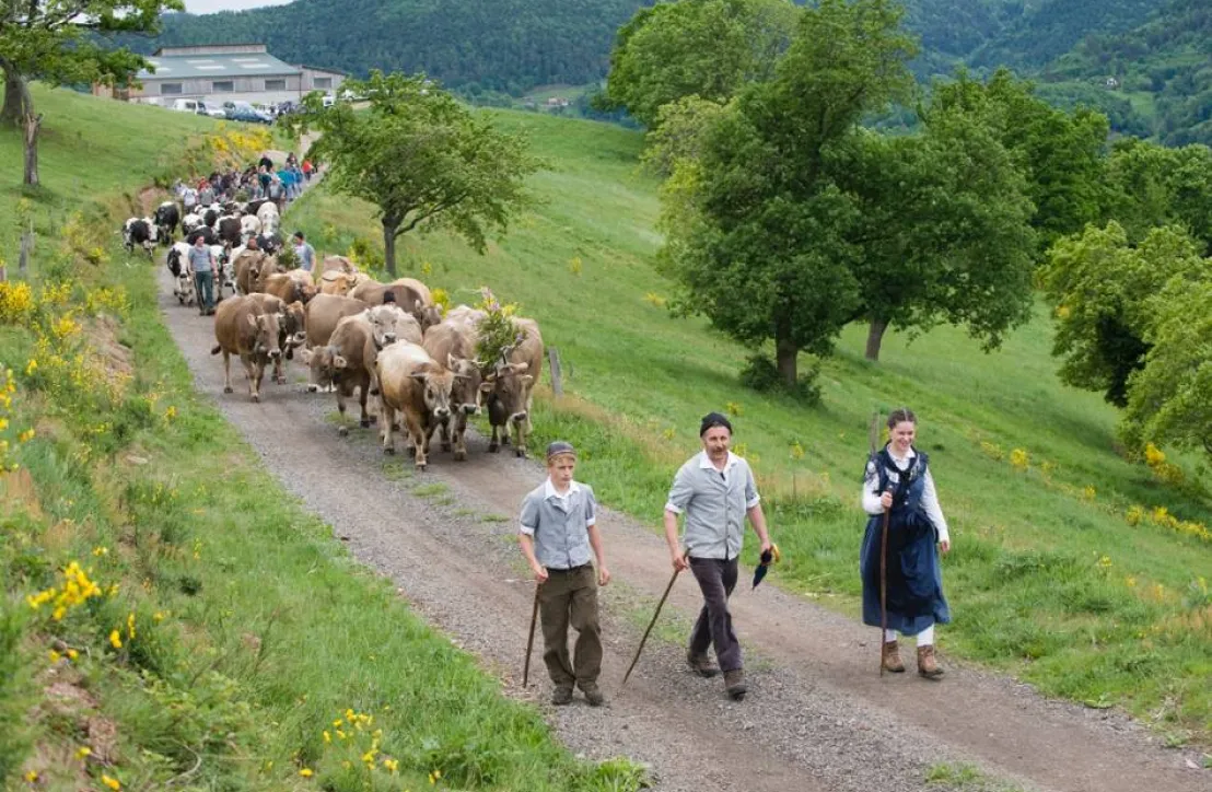 Transhumance Ballons des Vosges