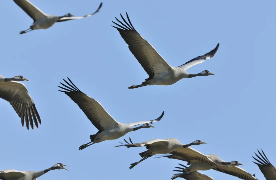 Grues cendrées