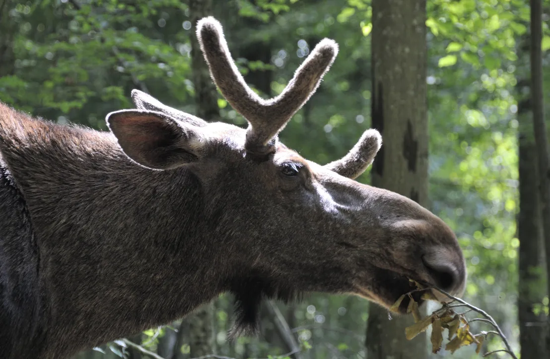 Elan d'Europe à l'Espace Faune de la Forêt d'Orient
