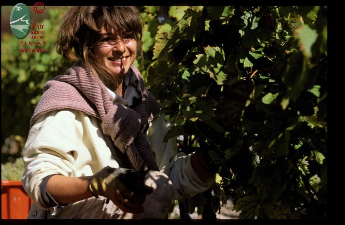 Vendanges dans les vignes en Combe de Savoie