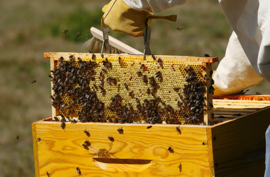 Apiculture récolte Golfe du Morbihan