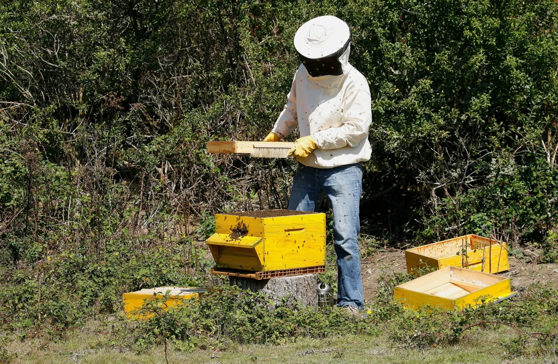 Apiculture récolte Golfe du Morbihan