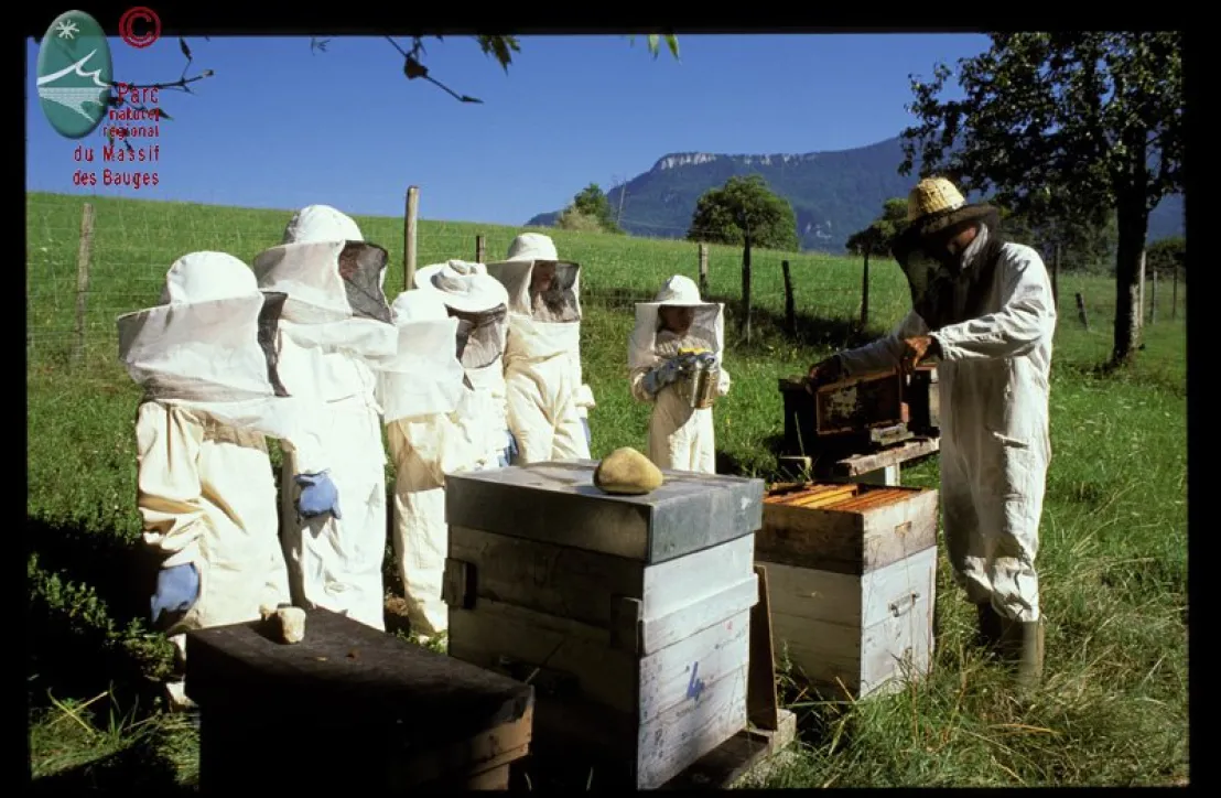 A la rencontre des abeilles en Bauges