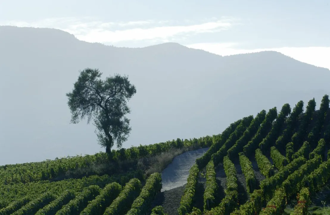 Sur les coteaux ensoleillés en Combe de Savoie