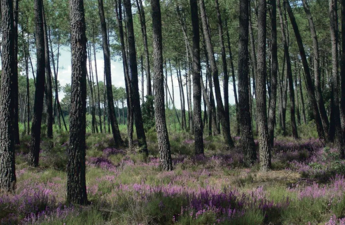 © Photothèque Parc naturel régional des Landes de Gascogne