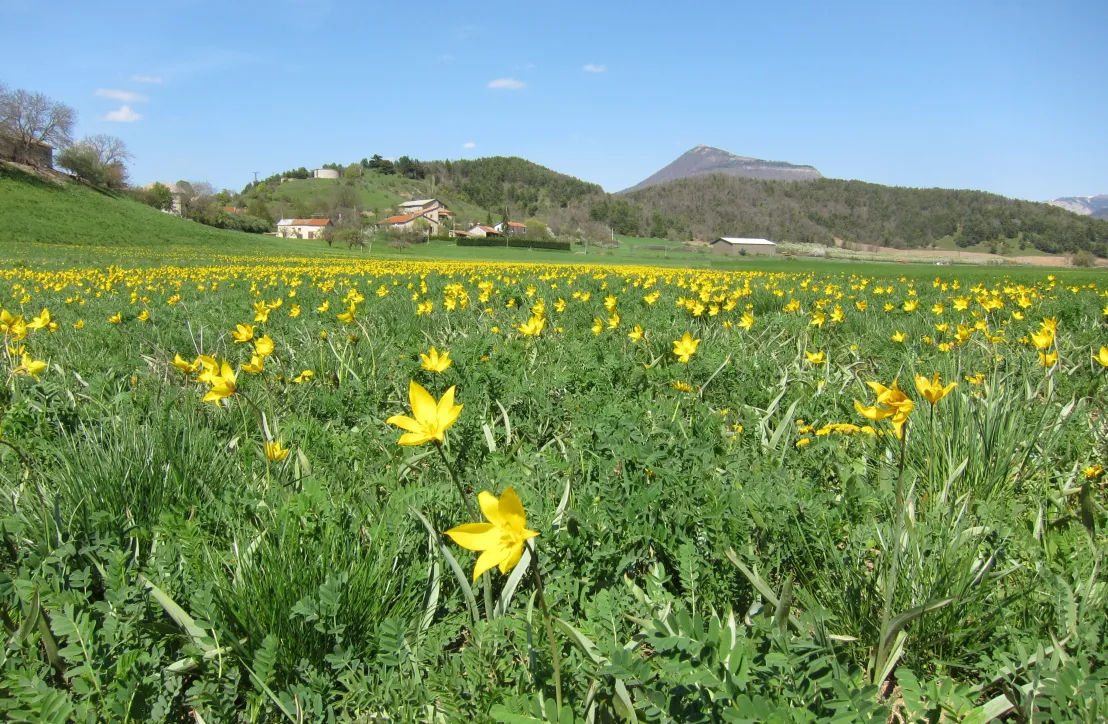 Champ de Tulipes sylvestres