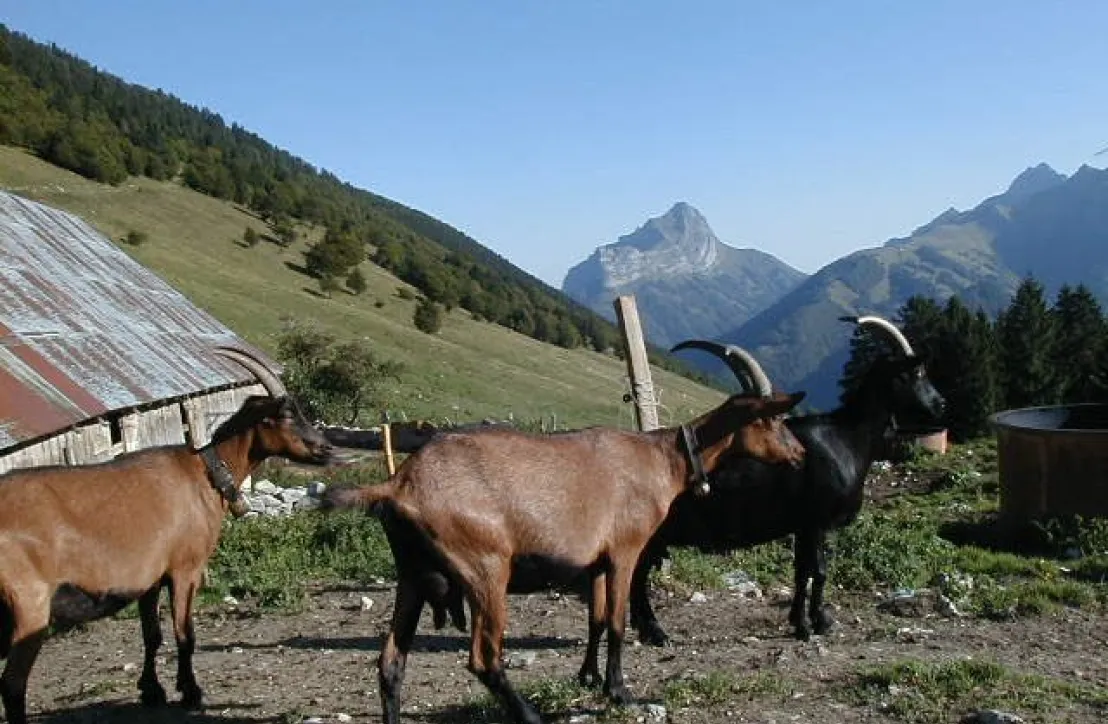 Panorama des alpages en compagnie de nos amies les chèvres