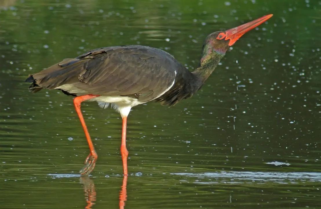 Cigogne noire