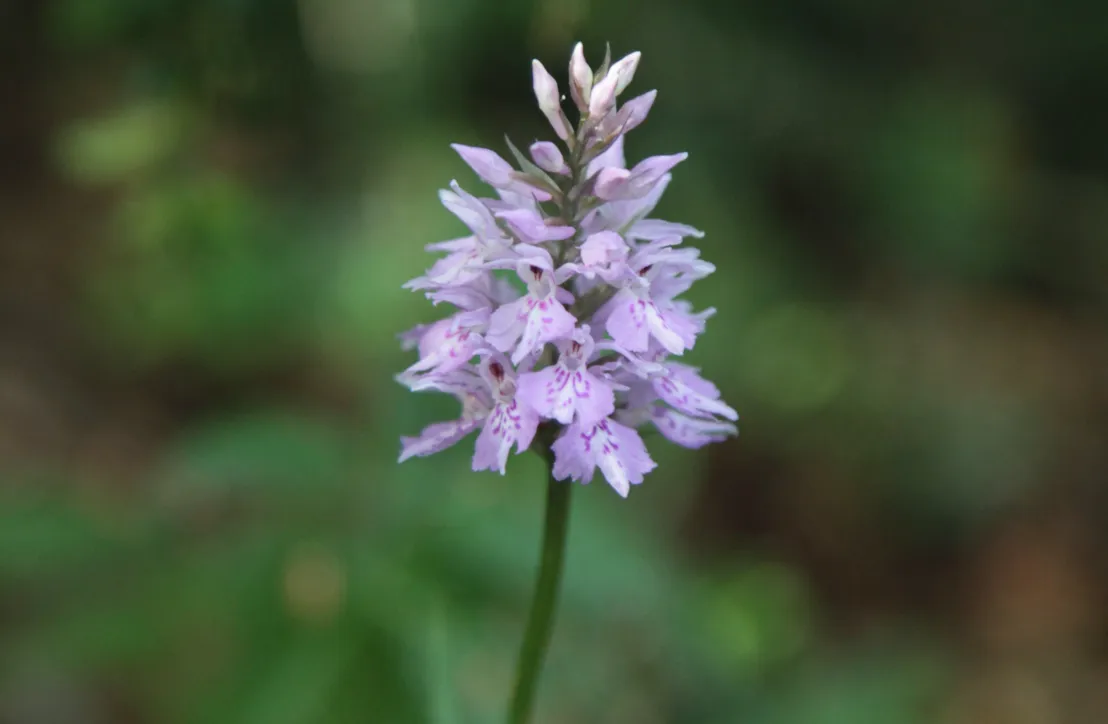 Dactylorhize de Fuchs