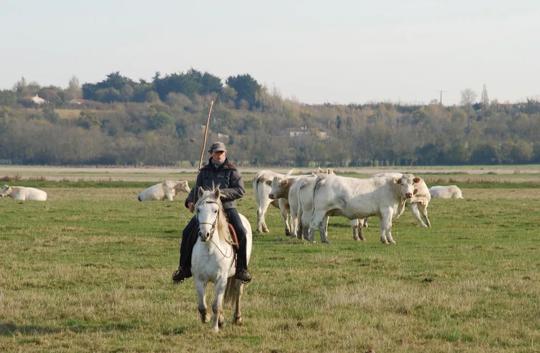 Ecopasteurs dans le Marais poitevin