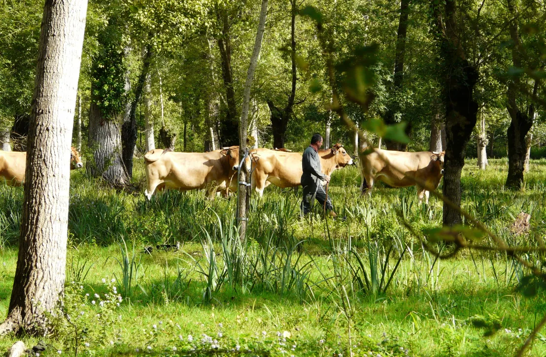 Eleveurs par bateau dans le Marais poitevin