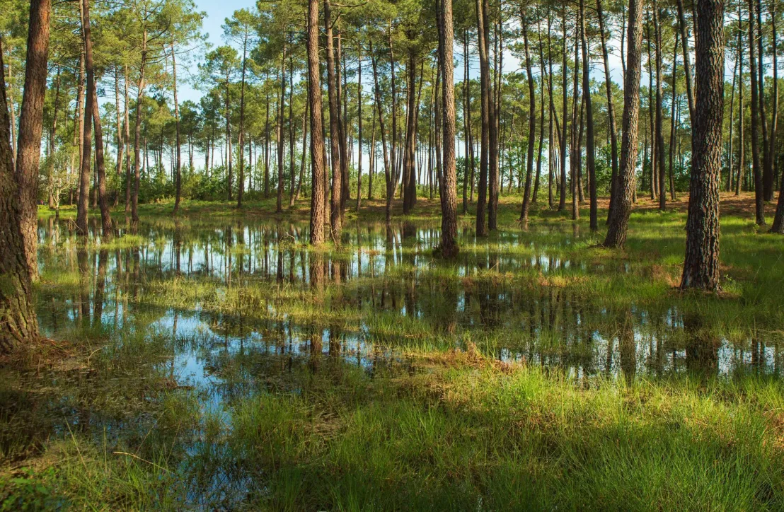 Forêt de pins maritimes