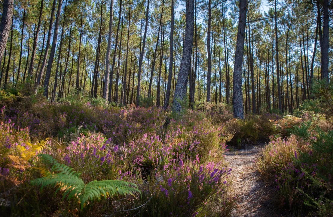 Forêt de pins maritimes