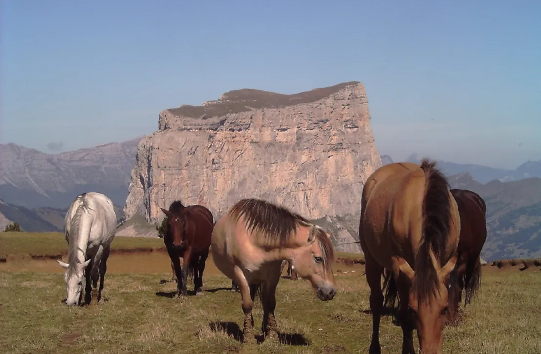 Garderie chevaux - Réserve naturelle © PNR Vercors