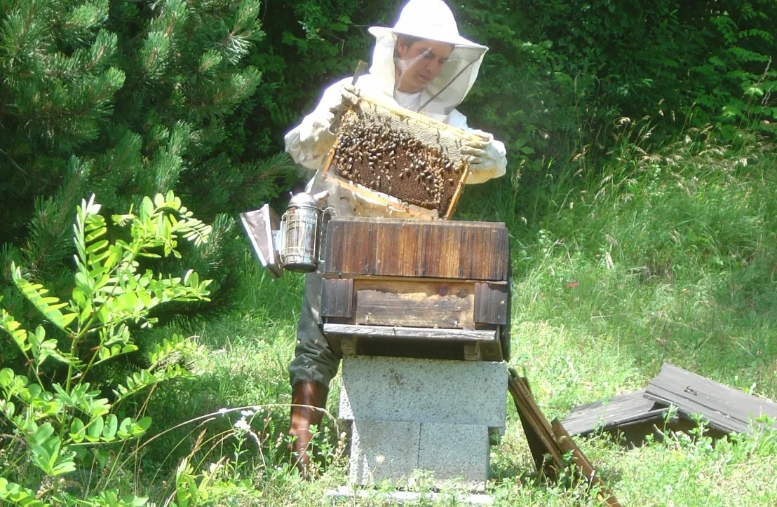 Le monde magique des Abeilles