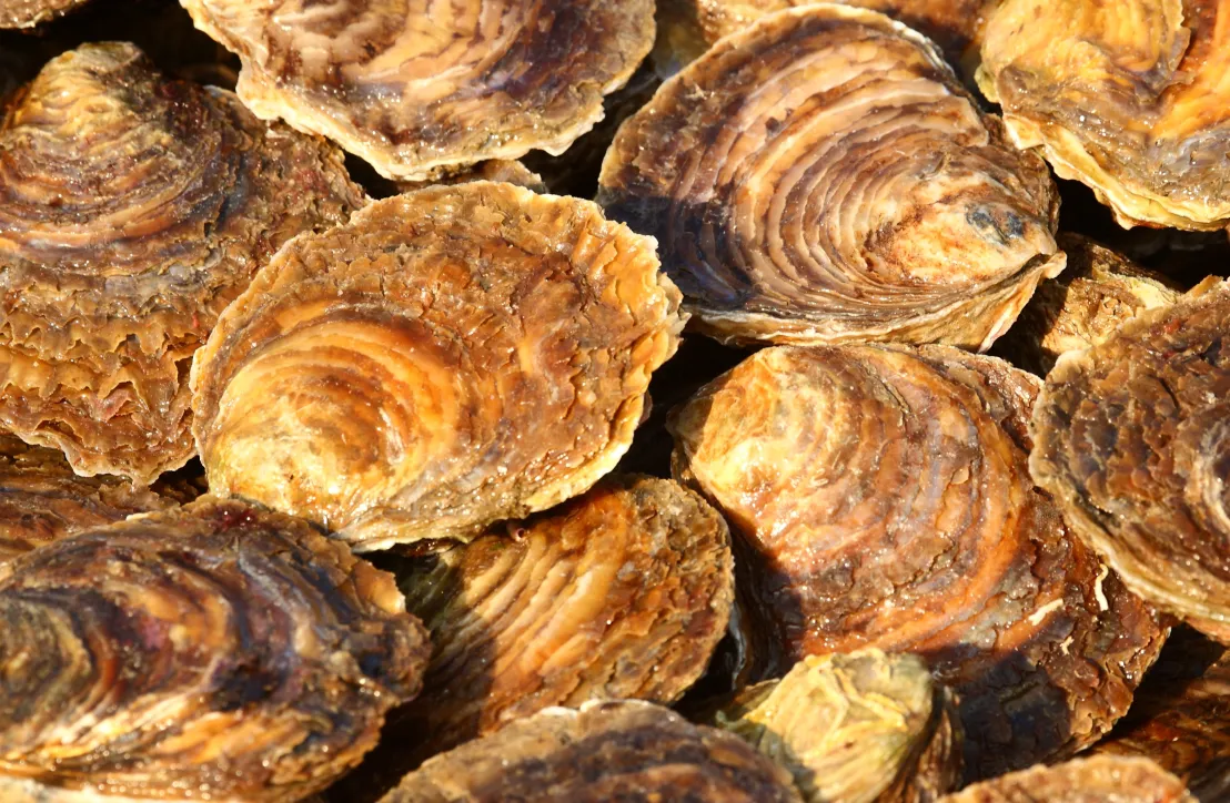 Huitres plates du Golfe du Morbihan