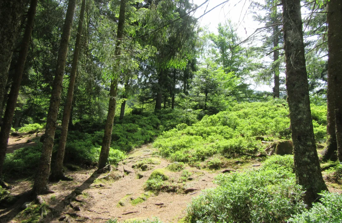 Forêt dans le Parc des Ballons des Vosges