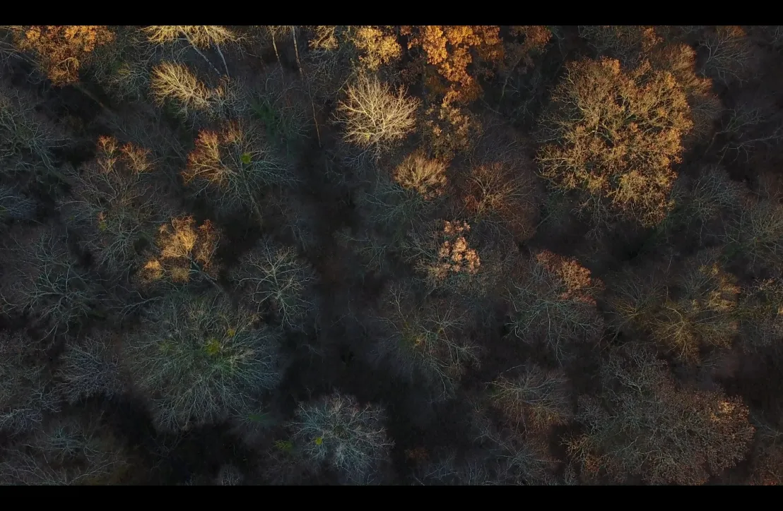Forêt d'Orient en automne