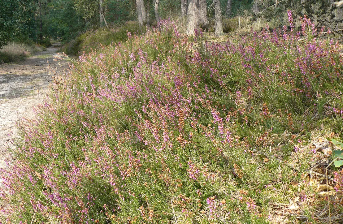 Bordure de chemin - Bruyère cendrée