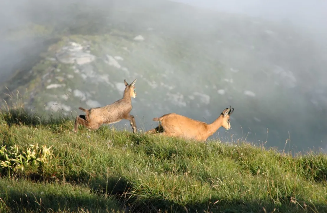 Approche les chamois dans la Réserve nationale de Chasse et de Faune Sauvage des Bauges