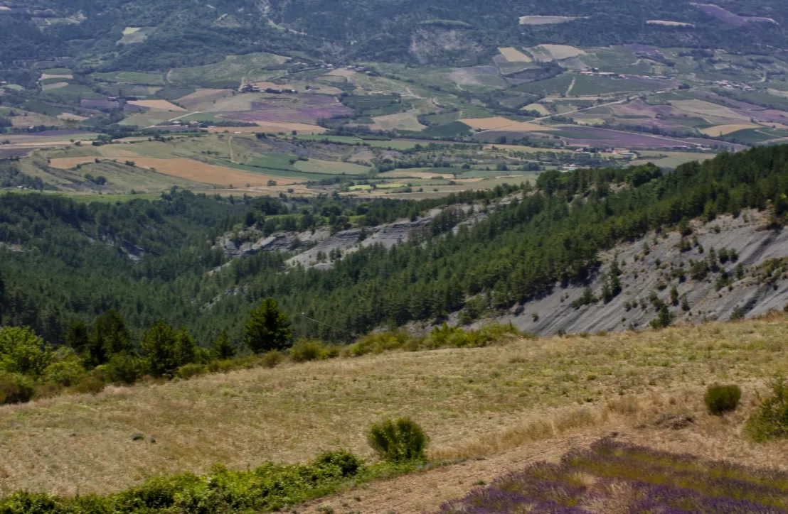 Lavande - Saint-Sauveur-Gouvernet