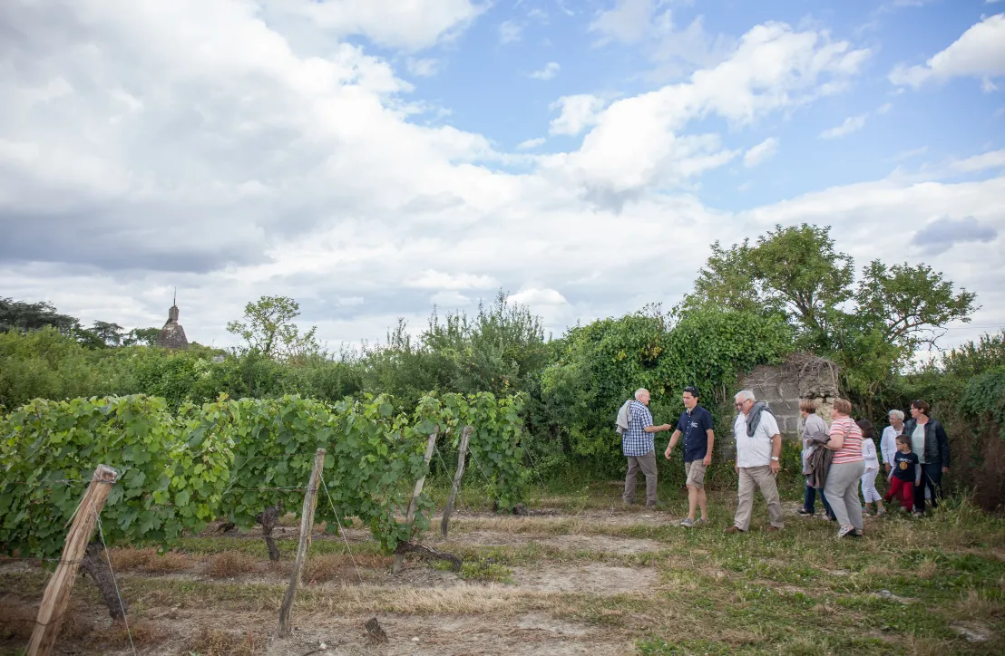 Les vignes du Saumur Champigny © Jérome Paressant