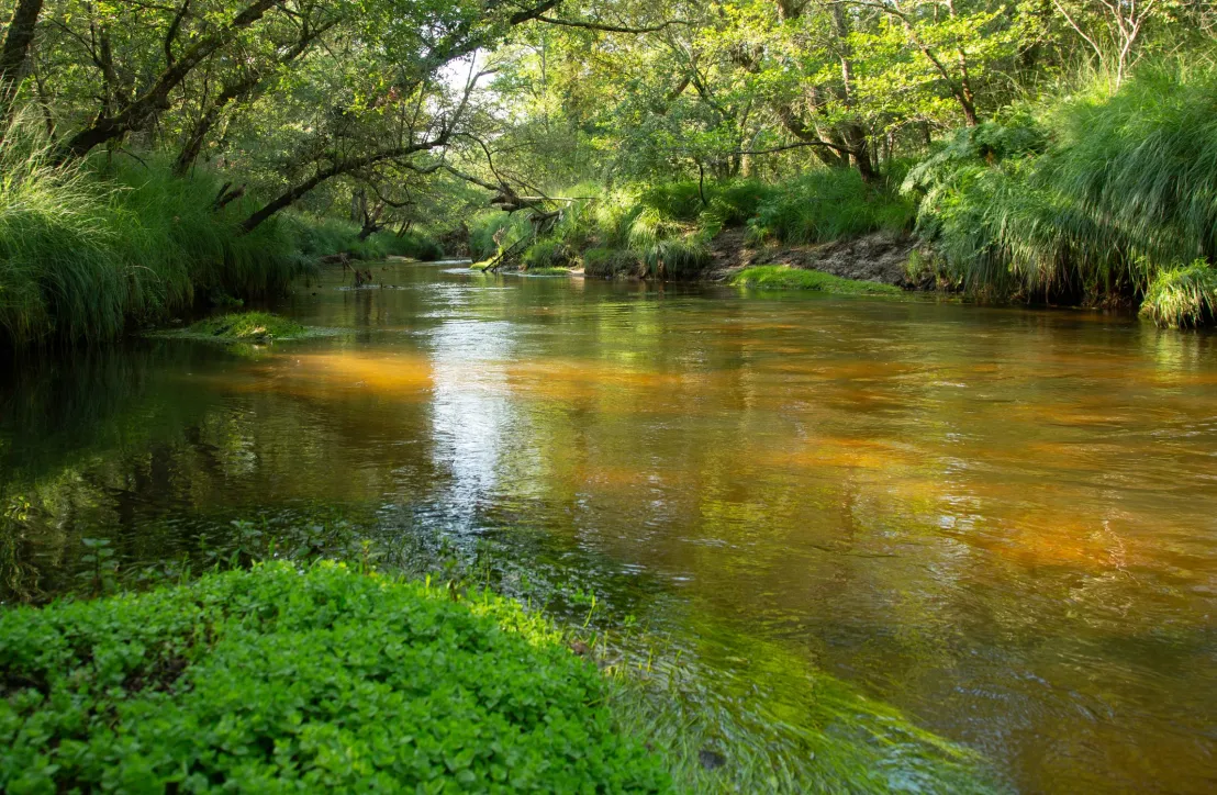 Leyre, rivière sauvage