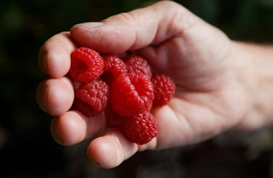 Framboises du Parc des Pyrénées Ariégeoises
