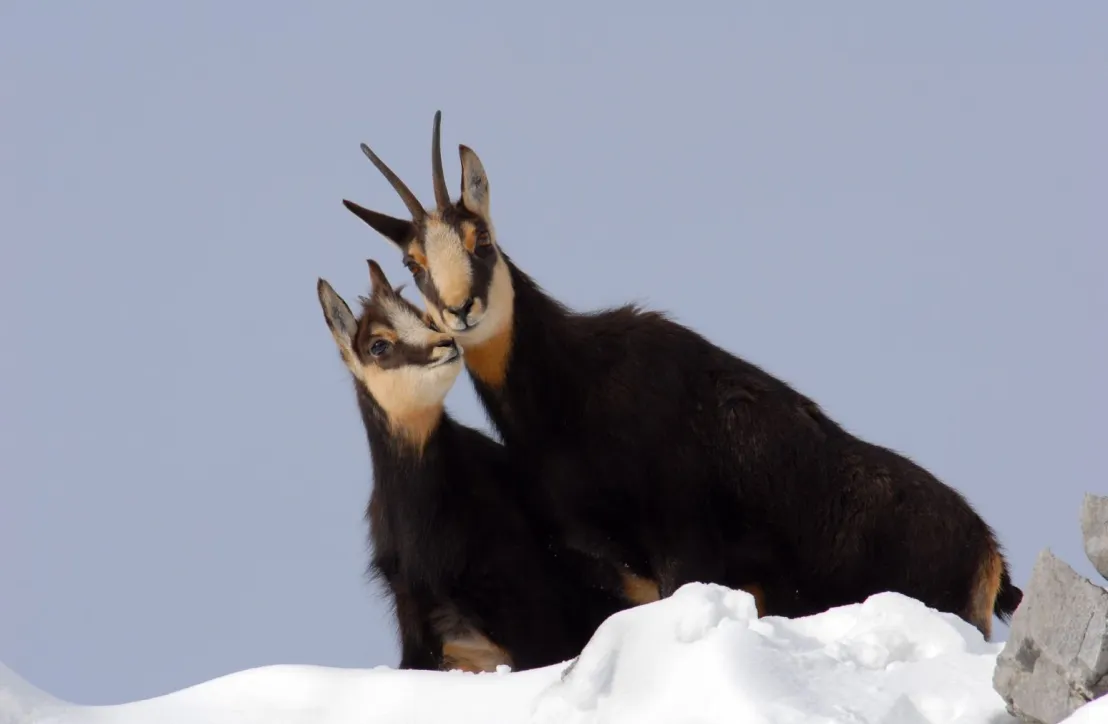 Un moment de tendresse entre chamois sur les sommets enneigés du Massif des Bauges