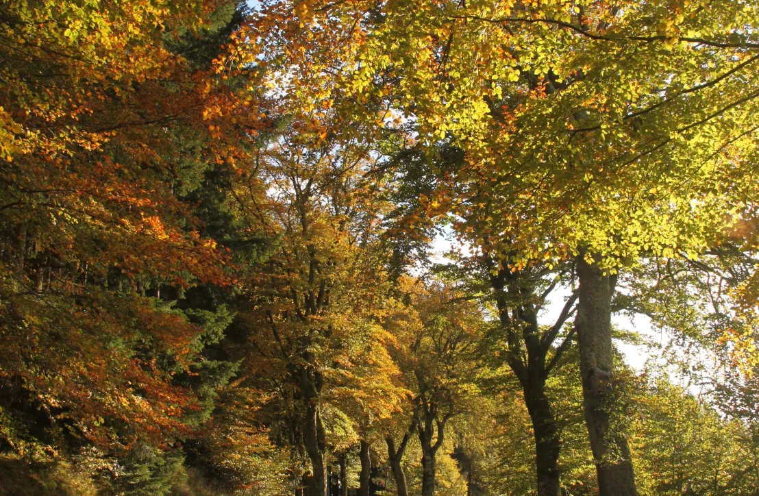 La route des Hêtres entre Meymac et Pérols-sur-Vézère joli paysage d'automne couleurs