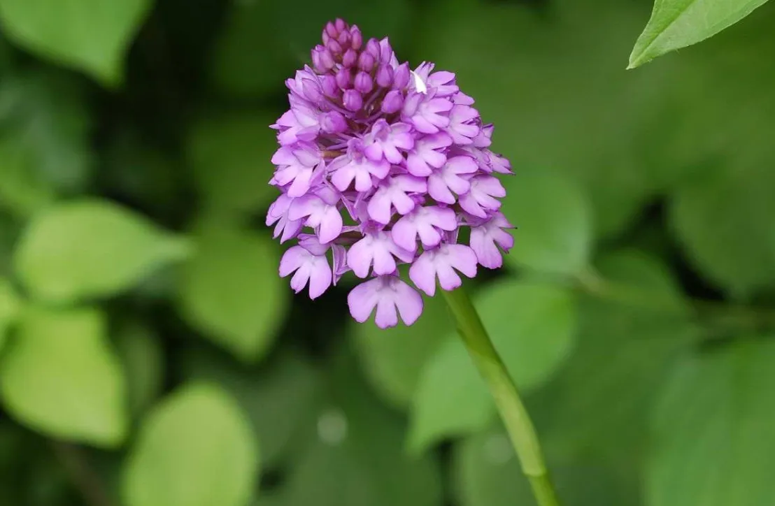 Orchis pyramidal
