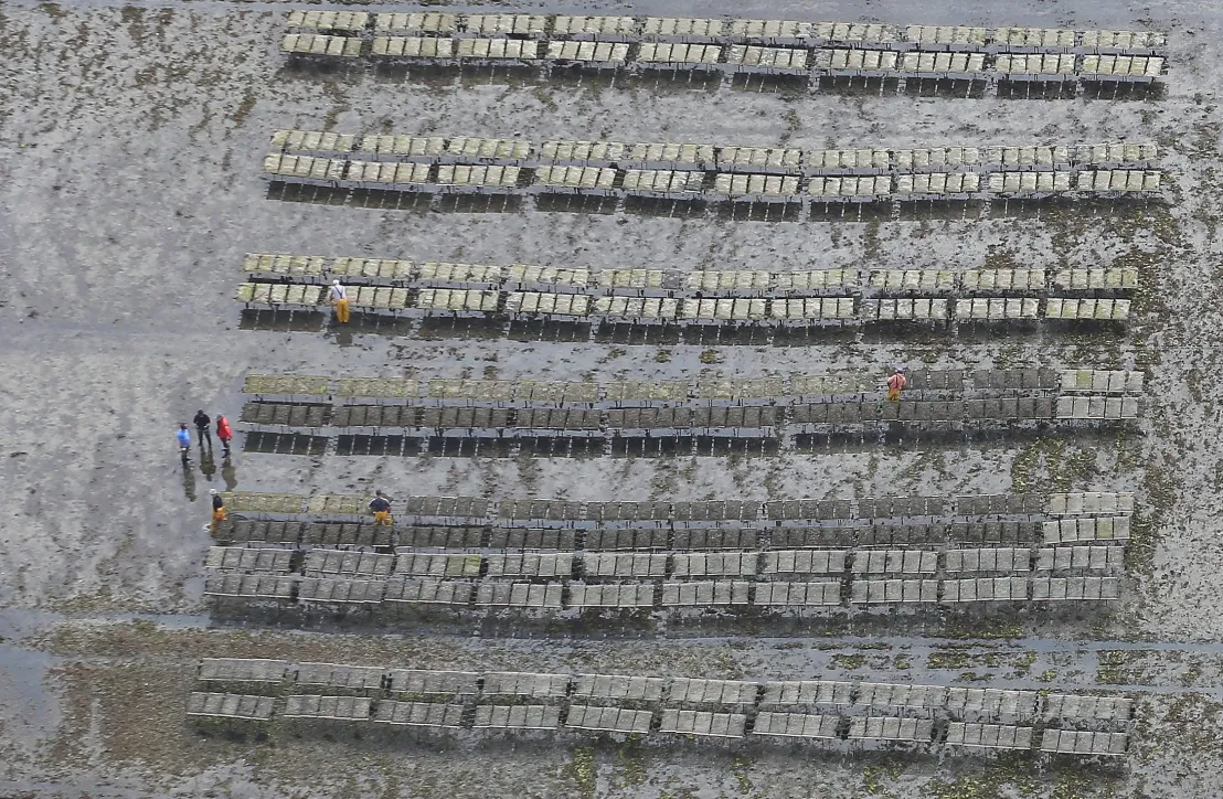 travaux ostreicoles- Golfe du Morbihan