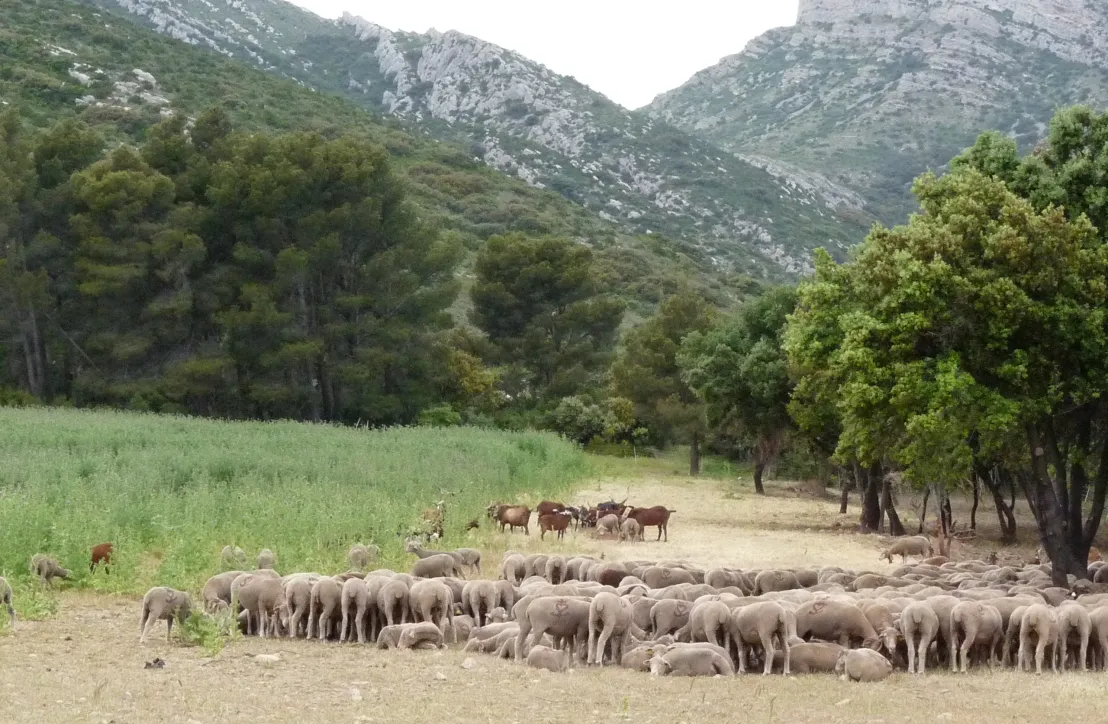 Pastoralisme Alpilles