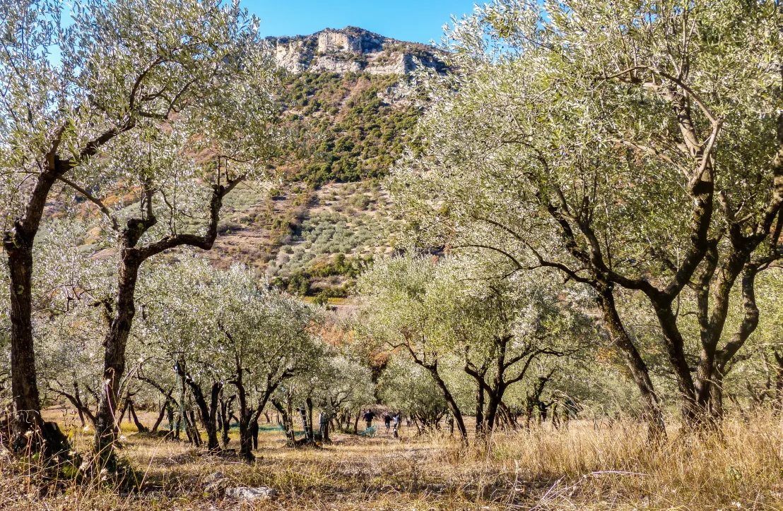 Baronnies provençales - oliveraie