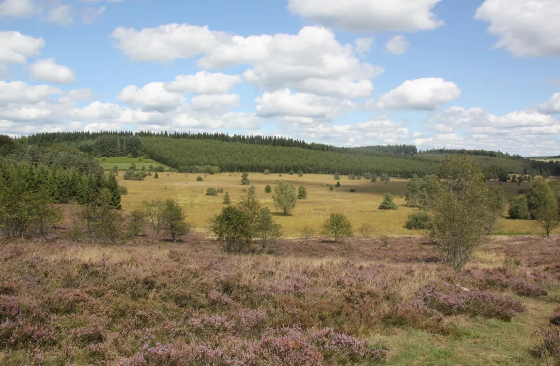 Tourbière du Longeyroux en Corrèze bruyère landes