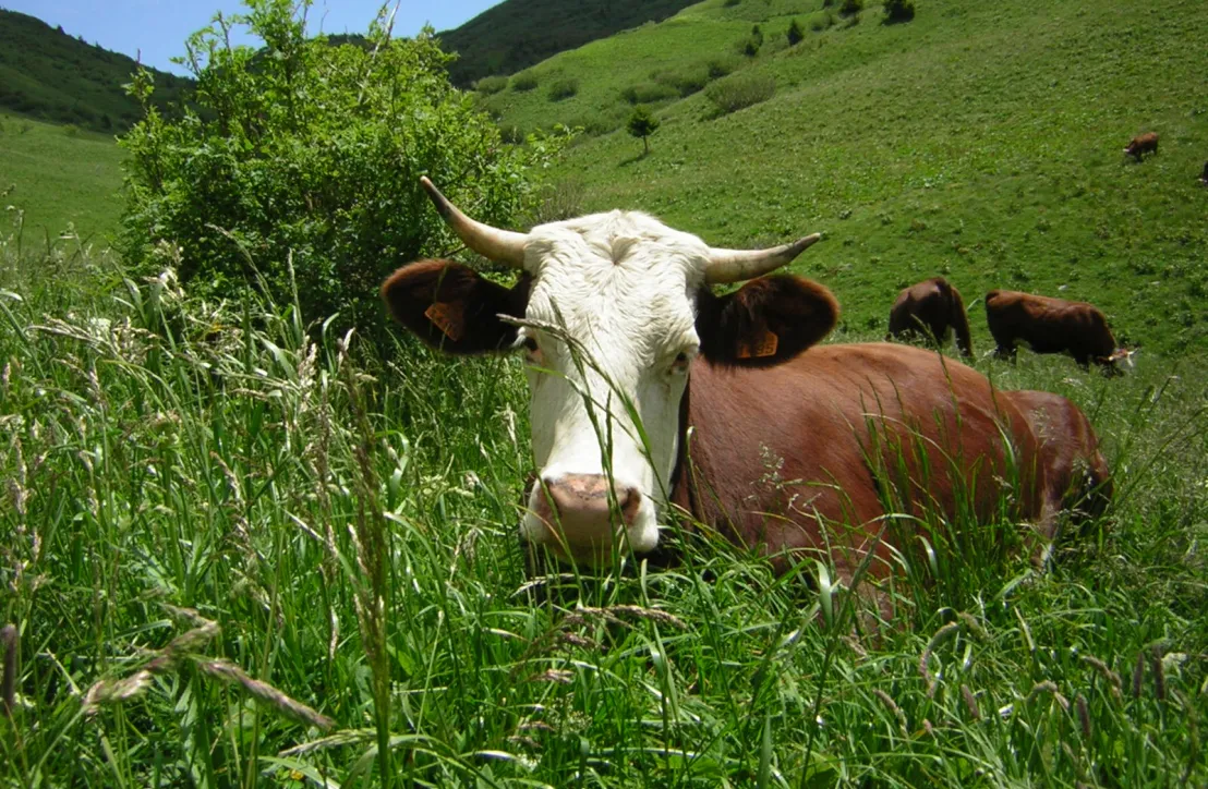Le repos d'une vache de race Abondance au coeur d'une prairie fleurie