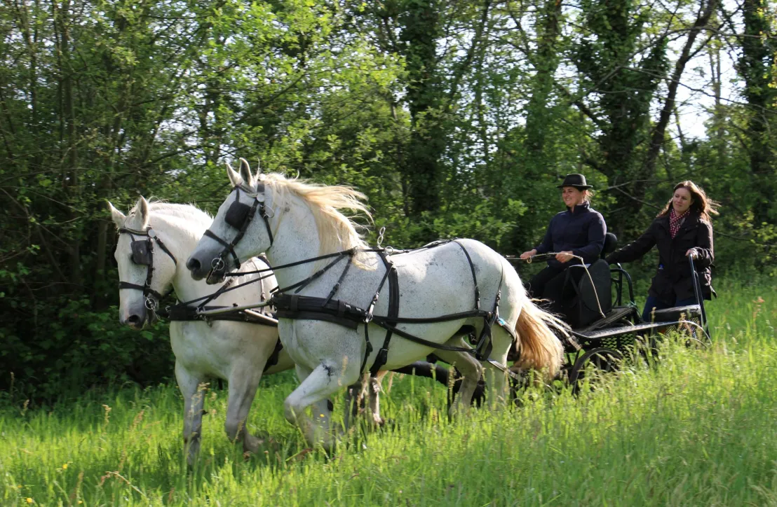 Attelage chevaux percherons
